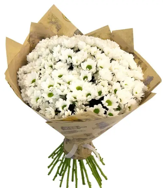 Привет Ромашки